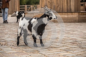 Cute black and white baby goat at zoo in Berlin