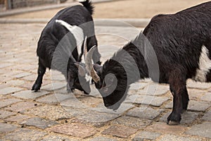 Cute black and white baby goats at zoo in Berlin