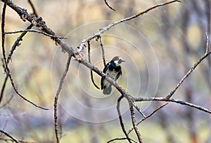 Cute black and white bird with a red head perched in a tree