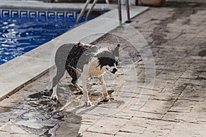 cute black and white border collie a cute dog playing at the pool and having a good time during the summer vacation holidays.