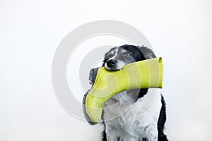 Cute black and white border collie. Dog with green rubber boot in mouth