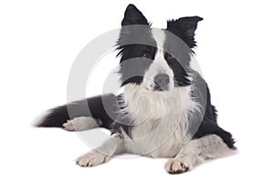 Cute black and white border collie dog lying