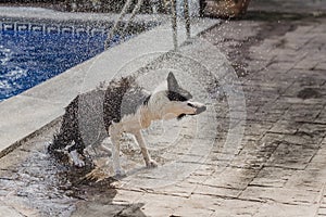 cute black and white border collie a cute dog playing at the pool and having a good time during the summer vacation holidays.