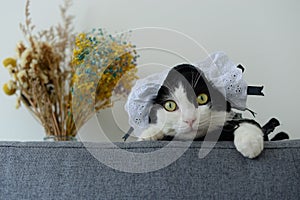 Cute black and white cat in Apron Dress sit on sofa with a bottle of flowers