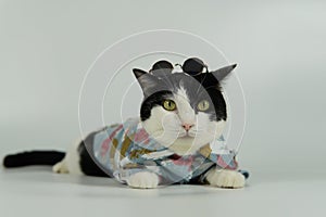 Cute black and white cat in blue denim jacket with cool glasses on head, angry face