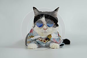Cute black and white cat in blue denim jacket with cool glasses, serious face