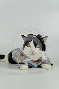 Cute black and white cat in blue denim jacket with cool glasses, serious face, horizontal for cellphone