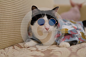 Cute black and white cat in blue denim jacket with cool glasses sit on sofa, funny cat photo
