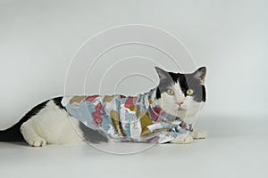 Cute black and white cat in blue denim jacket sit, gray background