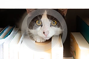 Cute black and white cat hiding and peering from behind a row of books