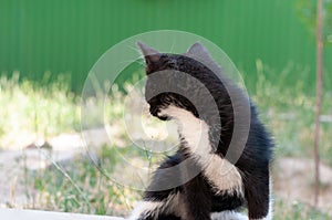 Cute black with white cat looking away on green grass illuminated with sunlight