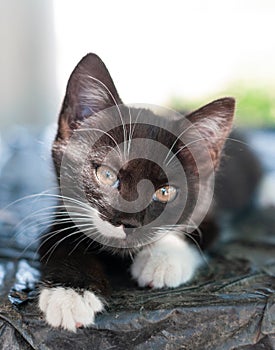 Cute black with white cat looking at camear on black table in shelter