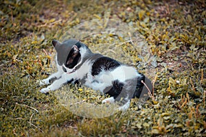 Cute black and white cat lying on the grass and licking its foreleg