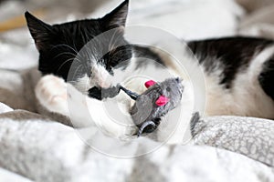 Cute black and white cat with moustache playing with mouse toy on bed. Funny kitty resting and playing on stylish sheets. Space