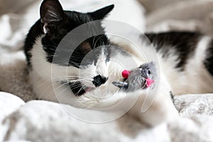 Cute black and white cat with moustache playing with mouse toy and licking paw, grooming on bed. Funny kitty resting and playing