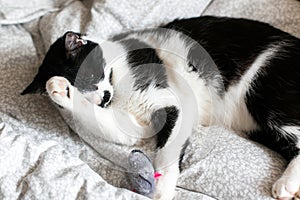 Cute black and white cat with moustache playing with mouse toy and licking paw, grooming on bed. Funny kitty resting and playing