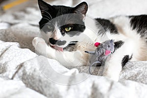 Cute black and white cat with moustache playing with mouse toy and licking paw, grooming on bed. Funny kitty resting and playing