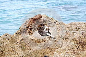 A cute black-white cat sitting on coral reef at the beach on sunny