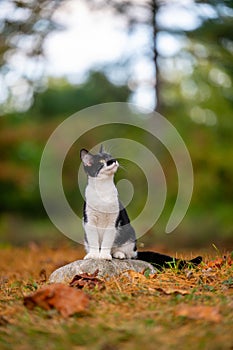 Cute black and white cat sitting on a rock