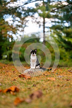 Cute black and white cat sitting on a rock