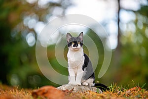 Cute black and white cat sitting on a rock