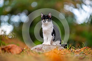 Cute black and white cat sitting on a rock