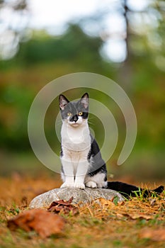 Cute black and white cat sitting on a rock