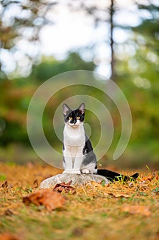 Cute black and white cat sitting on a rock