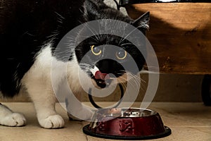 Cute black-and-white cat smacking the lips after feeding