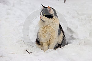 Cute black and white cat in white snow