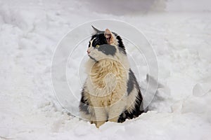 Cute black and white cat in white snow