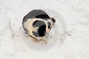 Cute black and white cat in white snow
