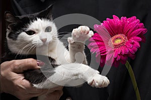 Cute black and white cat touches flower with paw sitting on hands of mistress