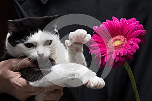 Cute black and white cat touches flower with paw sitting on hands of mistress