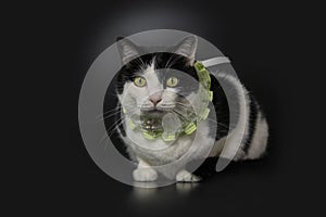 Cute black and white cat wears green collar look at camera, black background, full cat body