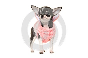 Cute black and white chihuahua puppy waring a pink sweater photo