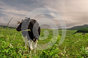 Cute black and white cow in a green field with juicy grass. Beautiful nature background. Agriculture industry. Meat and milk