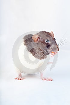 Cute black and white decorative rat eats standing on its hind legs. Isolated on a white background