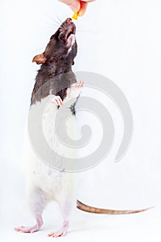 Cute black and white decorative rat reaches for food while standing on its hind legs. Isolated on a white background