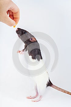 Cute black and white decorative rat reaches for food while standing on its hind legs. Isolated on a white background
