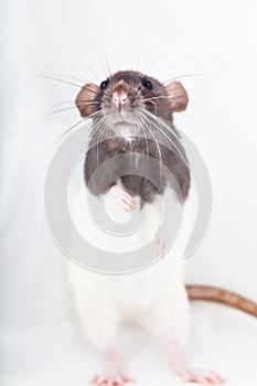 Cute black and white decorative rat standing on hind legs isolated on white background