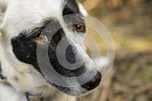 Cute black and white dog looking at the camera. Cute expression