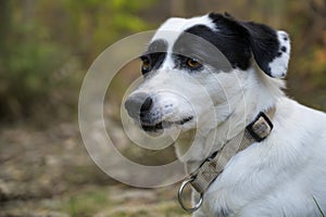 Cute black and white dog looking at the camera. Funny expression