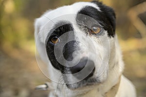 Cute black and white dog looking at the camera. Funny and cute expression