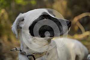 Cute black and white dog looking at the camera. Side view