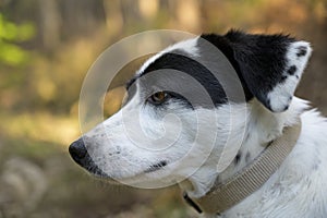 Cute black and white dog looking at the distance. Side view