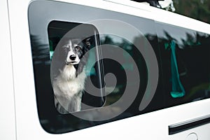 Cute Black and White Dog Looking out of the Car Window. Black and White Border Collie in Car