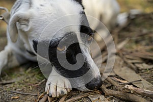 Cute black and white dog lying on the floor. Sad/cute expression