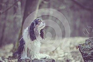 Cute black and white dog posing in a woodland