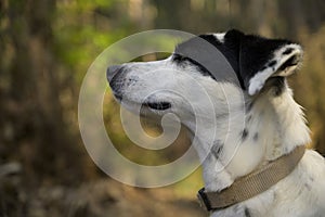 Cute black and white dog sniffing with eyes closed, looking at the distance. Side view